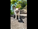 階段の上から猫ちゃんモフられに来た