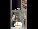 インコ会議