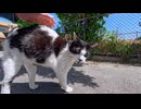 【朗報】路地裏の牛柄猫、目が合っただけでモフられに来るｗ