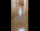 ・【検証】お父ちゃんの指に吸い寄せられる鳥たちｗ