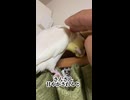 さんざん甘やかしすぎた結果、飼い主の指を独占する鳥。