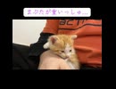 眠気に耐えて負ける子猫