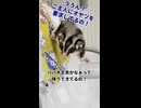 パパの思惑は失敗！？おやつ欲しさにわちゃわちゃ大乱闘するフクモモたち #フクロモモンガ  #おつモモンガ  #shorts