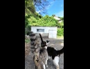 港で出会った猫について行ったら…まさかの家族総出でお出迎えされた