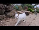 この猫、毎日ここに通ってるらしいです【島のカフェ猫】