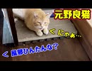 風邪ひいた？ 【元野良猫】 【野良猫】