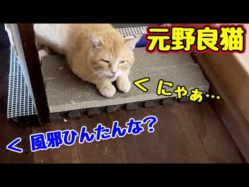 風邪ひいた？ 【元野良猫】 【野良猫】