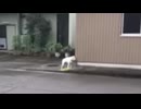 キュウって鳴く犬