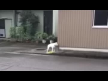 キュウって鳴く犬