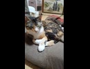 2026/06/02 寝落ち寸前ねこ