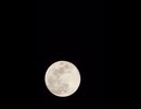 【Short】Fly Me to the Moon - Jazz Vocal Cover