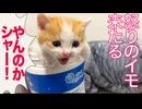 波乱の幕開け、イモイモしいイモたち襲来