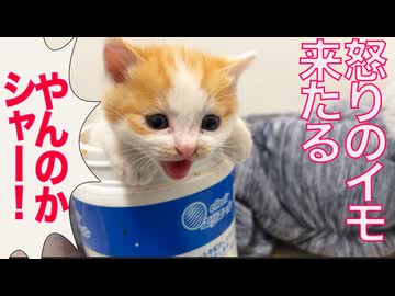 波乱の幕開け、イモイモしいイモたち襲来