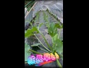 【悲報】トウモロコシゾーンに植え付けたズッキーニの成長速度がバグってる件