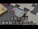 【ミクロ観察日記】#1文鳥さんの抜けた羽を顕微鏡でのぞく #顕微鏡#生物#微生物