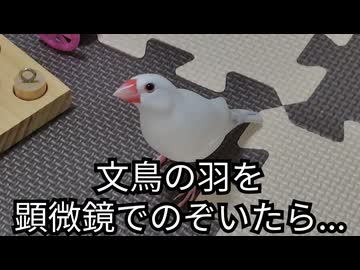 【ミクロ観察日記】文鳥さんの抜けた羽を顕微鏡でのぞく #顕微鏡#生物#微生物