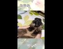 【うさぎ 13歳】おなか