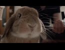 うさたろうの食べ方はブサカワ