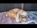 猫部屋でお昼寝中の島猫さん