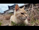 校庭でくつろぐアマちゃん