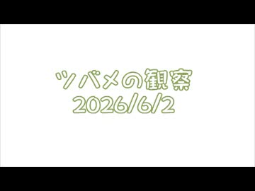 つばめの観察2026No017