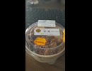 YMDD_185　ローソン：三元豚の厚切りロースソースカツ丼