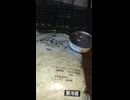 YMDD_206　今日のサラダ：キャベツもりもりツナサラダ【山田飯】