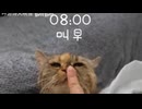 ホモと見る例の猫の１日