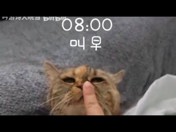 ホモと見る例の猫の１日