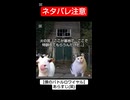 猫ミームやってみた