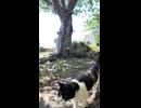 屋外猫カフェの猫スタッフ「いらっしゃいませニャン」