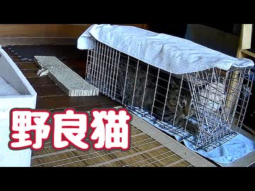 【野良猫】身柄確保！ 【元野良猫】