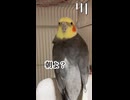 野生を忘れたオカメインコ、朝から煽り性能が高すぎる