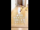 【速報】オカメインコ、モモヒキ隊４名！廊下で怒涛の進軍を開始