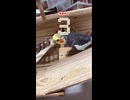 オカメインコの悲劇？絶叫からの「うるせぇ」が辛辣すぎて草