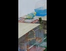 ウトウトするインコのショート動画　スマホ撮影　2026 6 3