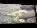 カラオケ「恋瀬橋」島倉千代子