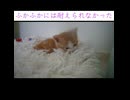 パン屋の看板娘ねこ、うたた寝する