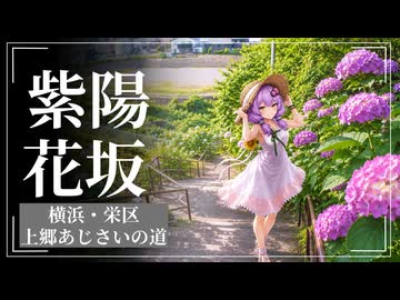 いたち川でアジサイさんぽ　個性豊かな紫陽花たち【voiceroid】
