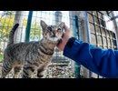 モスクの猫、初対面なのに頭突きが激しすぎる件ｗ