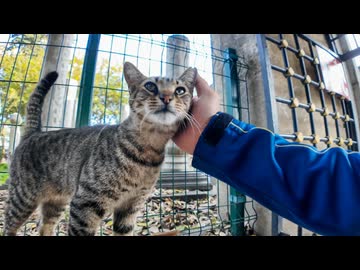 モスクの猫、初対面なのに頭突きが激しすぎる件ｗ