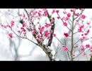 最初の動画