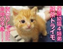 純茶トライモ、珍妙の予感におののく