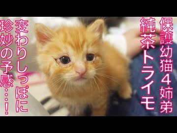 純茶トライモ、珍妙の予感におののく