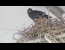 繁殖期で被害相次ぐ　狂暴化するカラスに注意　「高齢男性が襲わやすい？」理由　カラス問題専門家が被害を避ける方法を解説