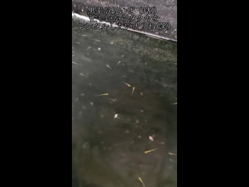 迫真養鯉部　孵化の裏技