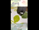 【うさぎ 5歳】抜け毛