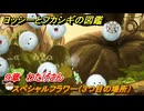 ヨッシーとフカシギの図鑑　９章　わたげさん　スペシャルフラワー（３つ目の場所）　＃２５６　【Switch2】