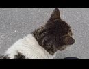 カメラを向けると駆け寄って来てくれた猫さんをナデナデ