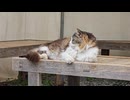 ベンチでくつろぐモフ猫のドゥちゃん
